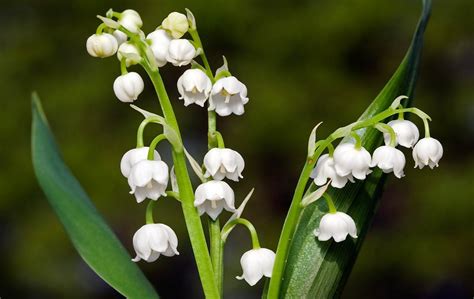 lily of the valley smell